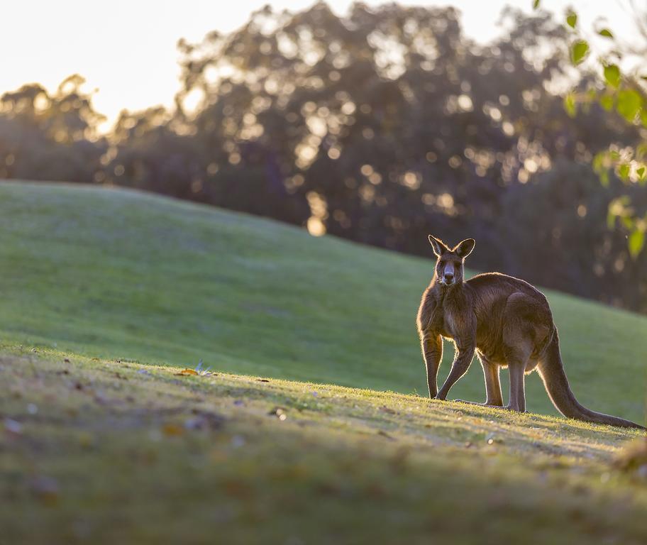 Oaks Cypress Lakes Resort Pokolbin Eksteriør bilde